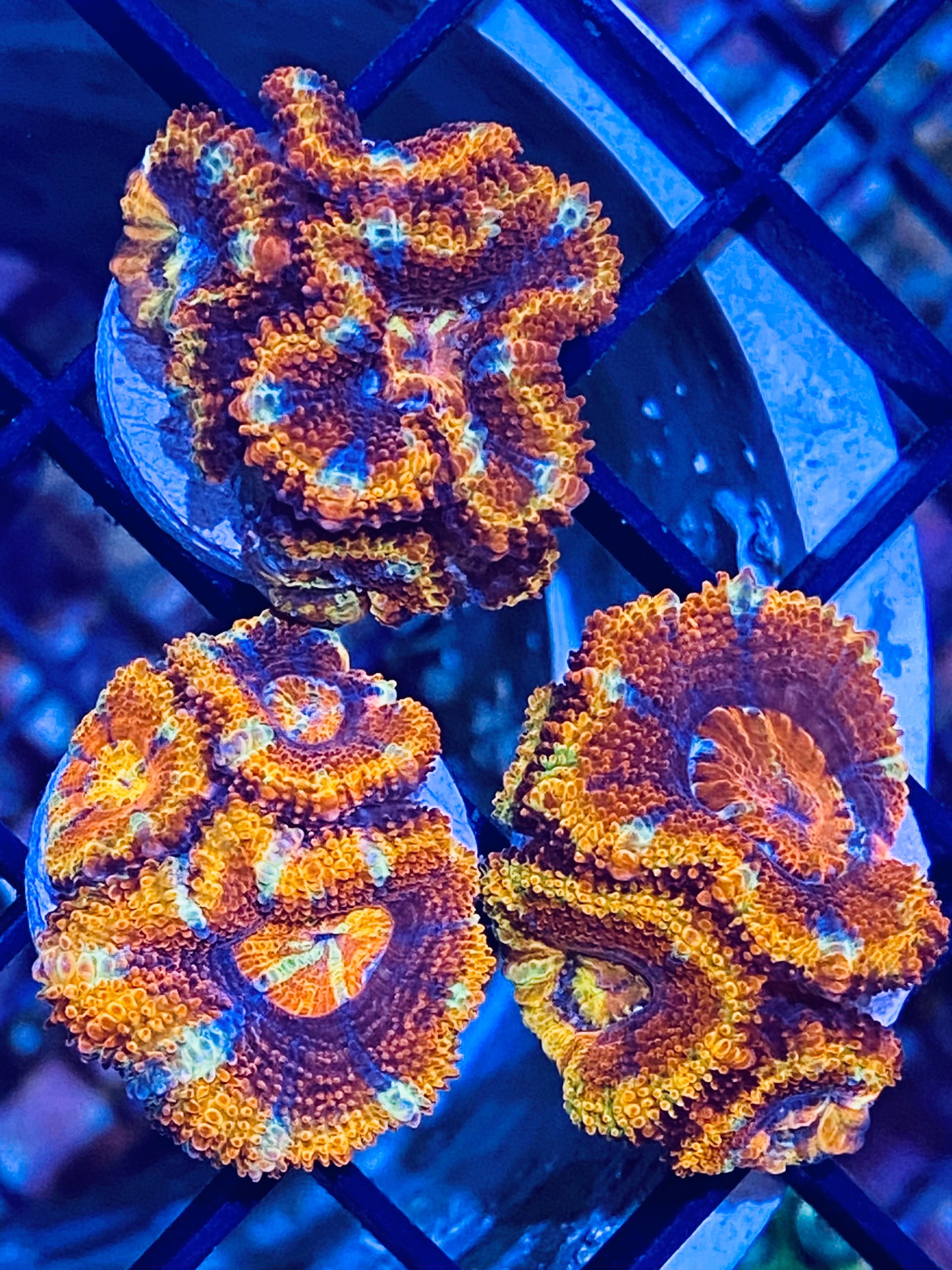 Frag - Acan Lord Rainbow “Striped Rainbow”