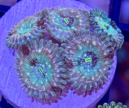 Frag -  Green Giant Zoanthid