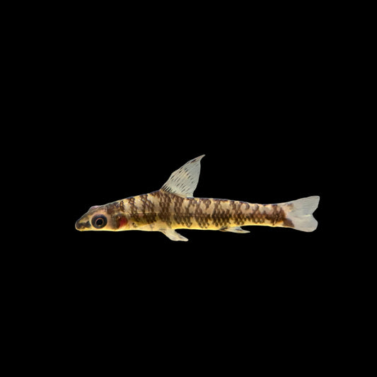 Misc - African Banded Darter Characin