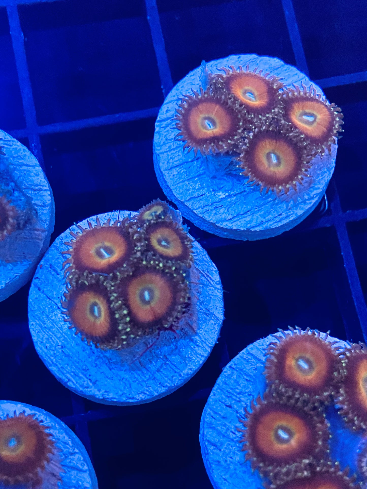 Frag -  Honey Pot Micro Zoanthid