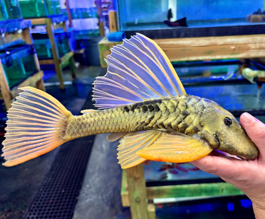 Pleco - Sailfin Luteus Phase III JBO 14-16in WYSIWYG