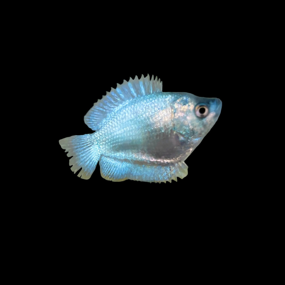 Gourami - Dwarf Cobalt Female