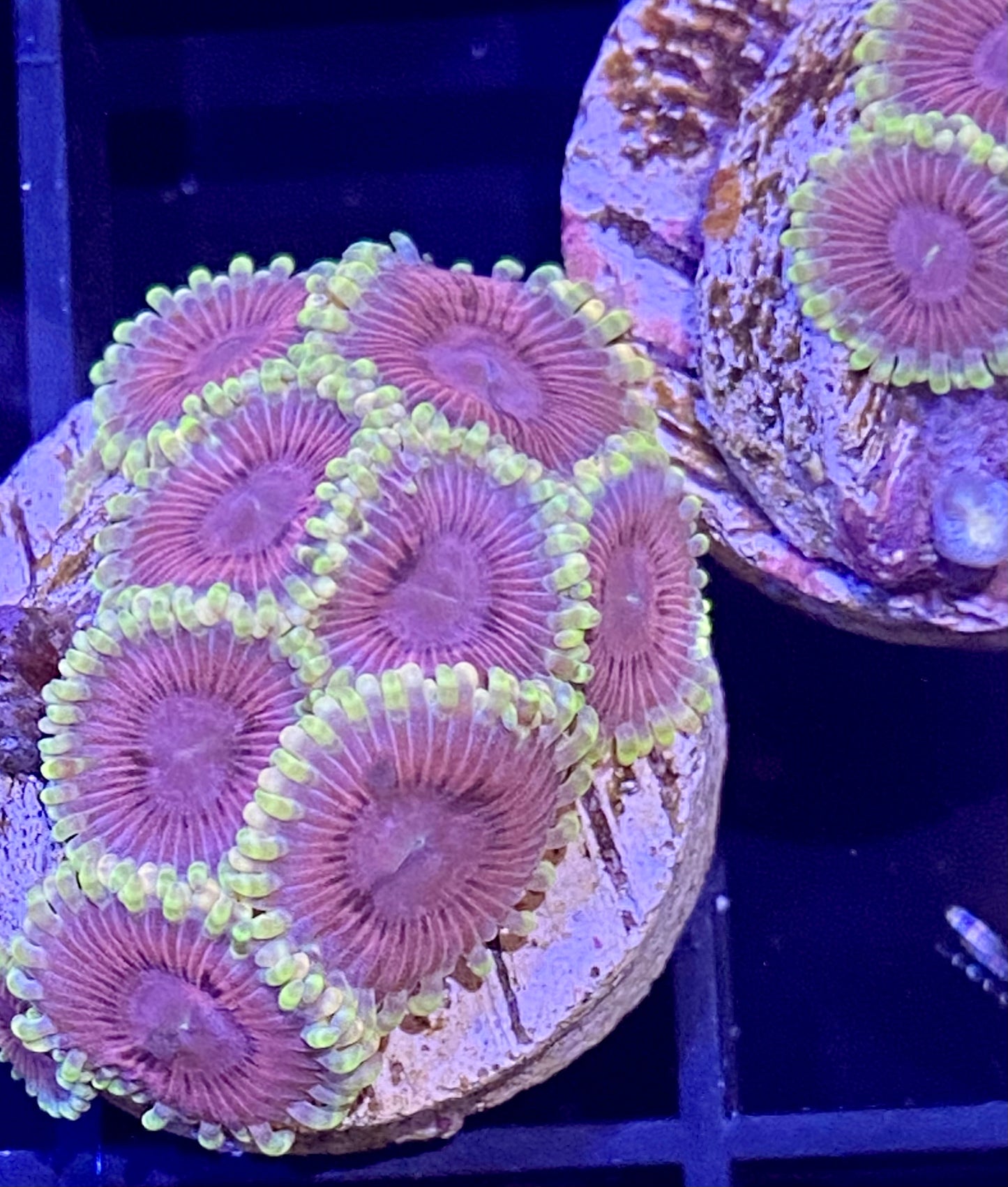 Frag - Babie’s Dream Zoanthid