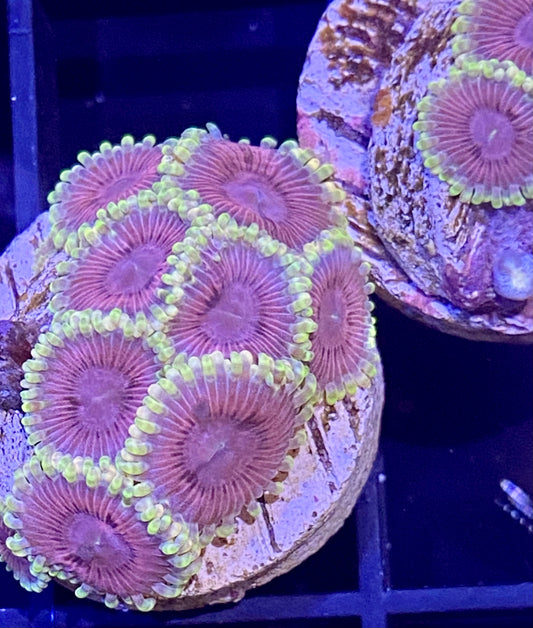 Frag - Babie’s Dream Zoanthid