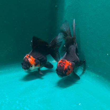 Goldfish - Oranda Thai Tricolor Grade A 3-4in (Show Quality)