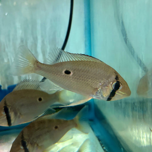 Cichlid - Orinoco Eartheater XL