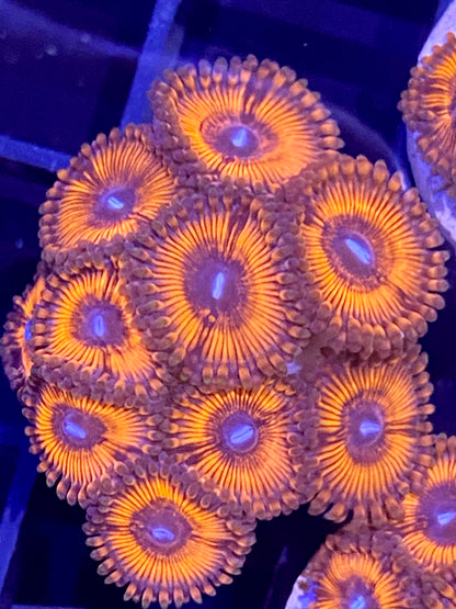 Frag - Bouncing Betty Zoanthid