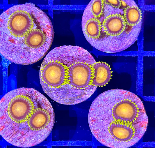 Frag - BRIGHT Yellow Cultured Zoanthid