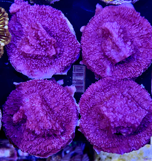 Frag - Purple Montipora