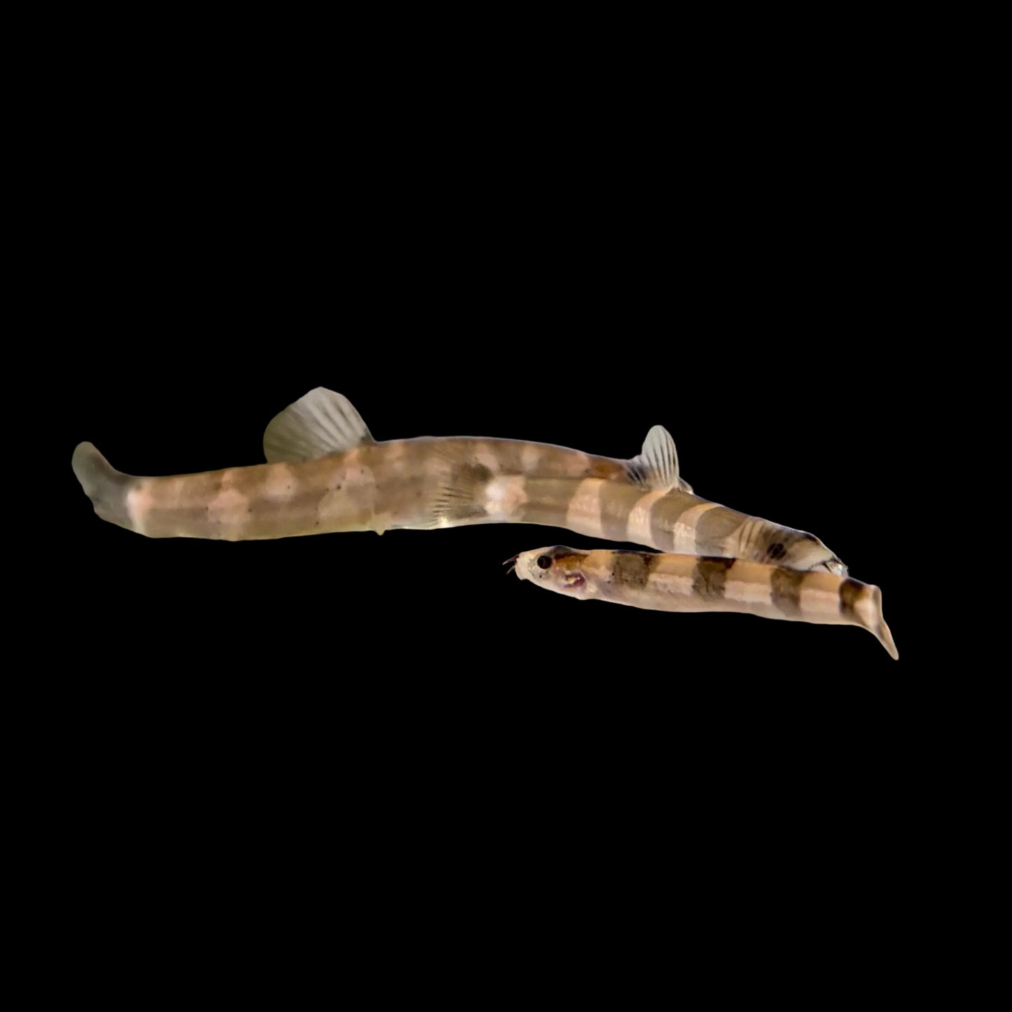 Loach - Mekong Panda