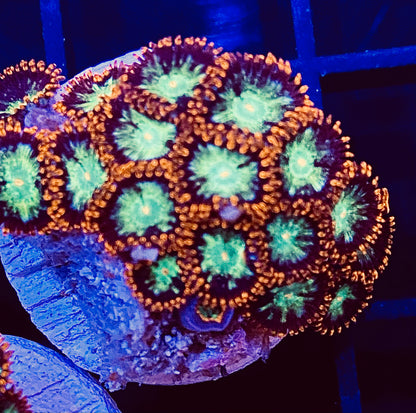 Frag -  Gold Dust Micro Zoanthid