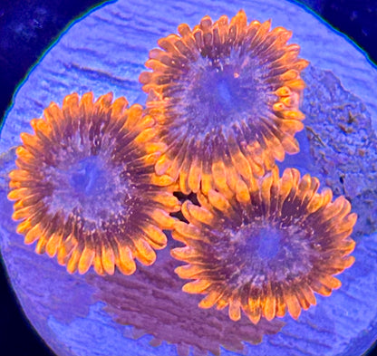 Frag -  Ultra Metallic Zoanthid Assorted