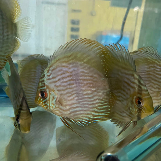 Discus - Heckel Wild Rio Negro 4.5-5in