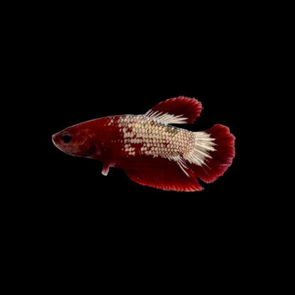 Betta - Red Cap Fancy Copper Male