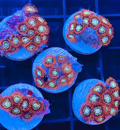 Frag -  Lion Heart Micro Zoanthid