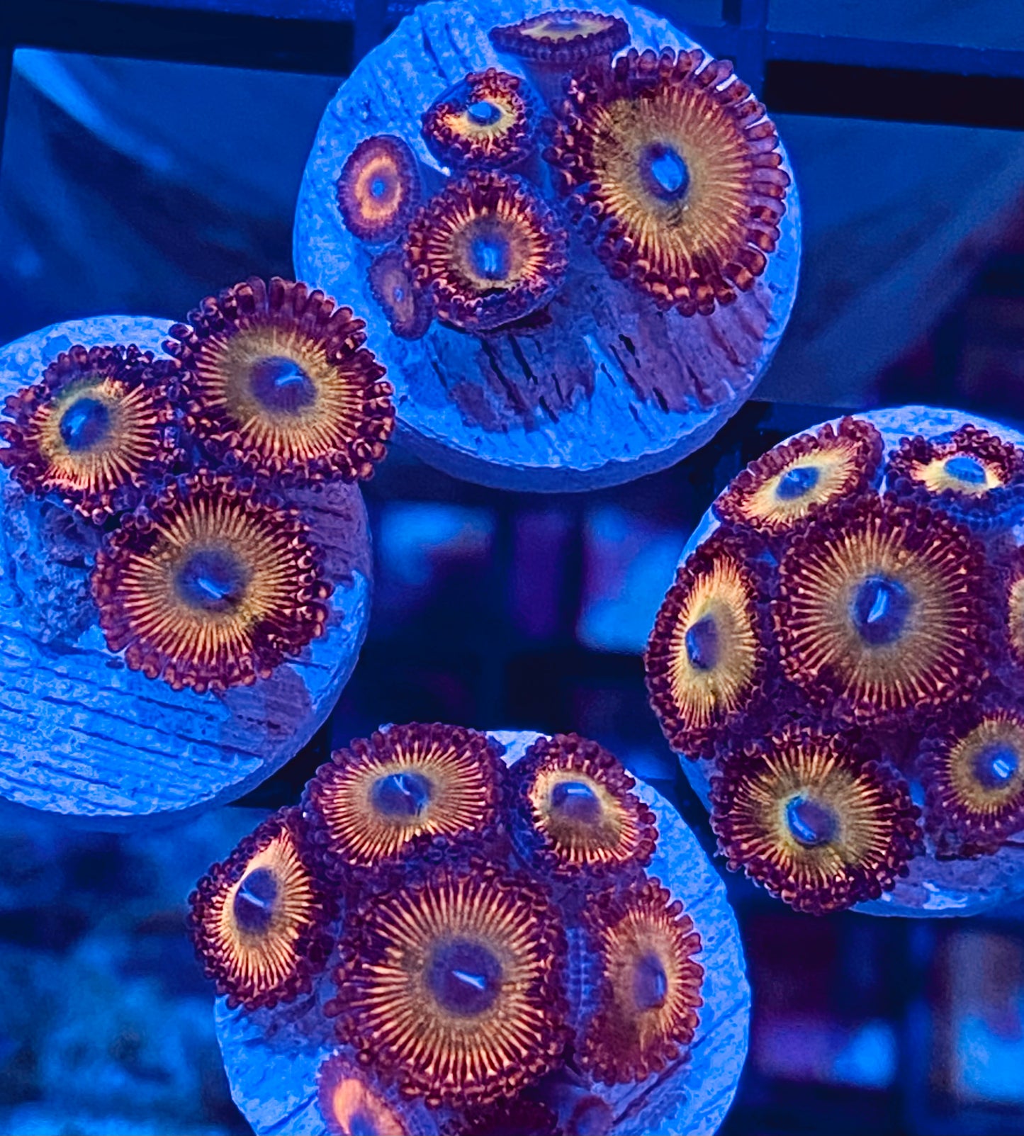 Frag -  Mexican Sunset Zoanthid