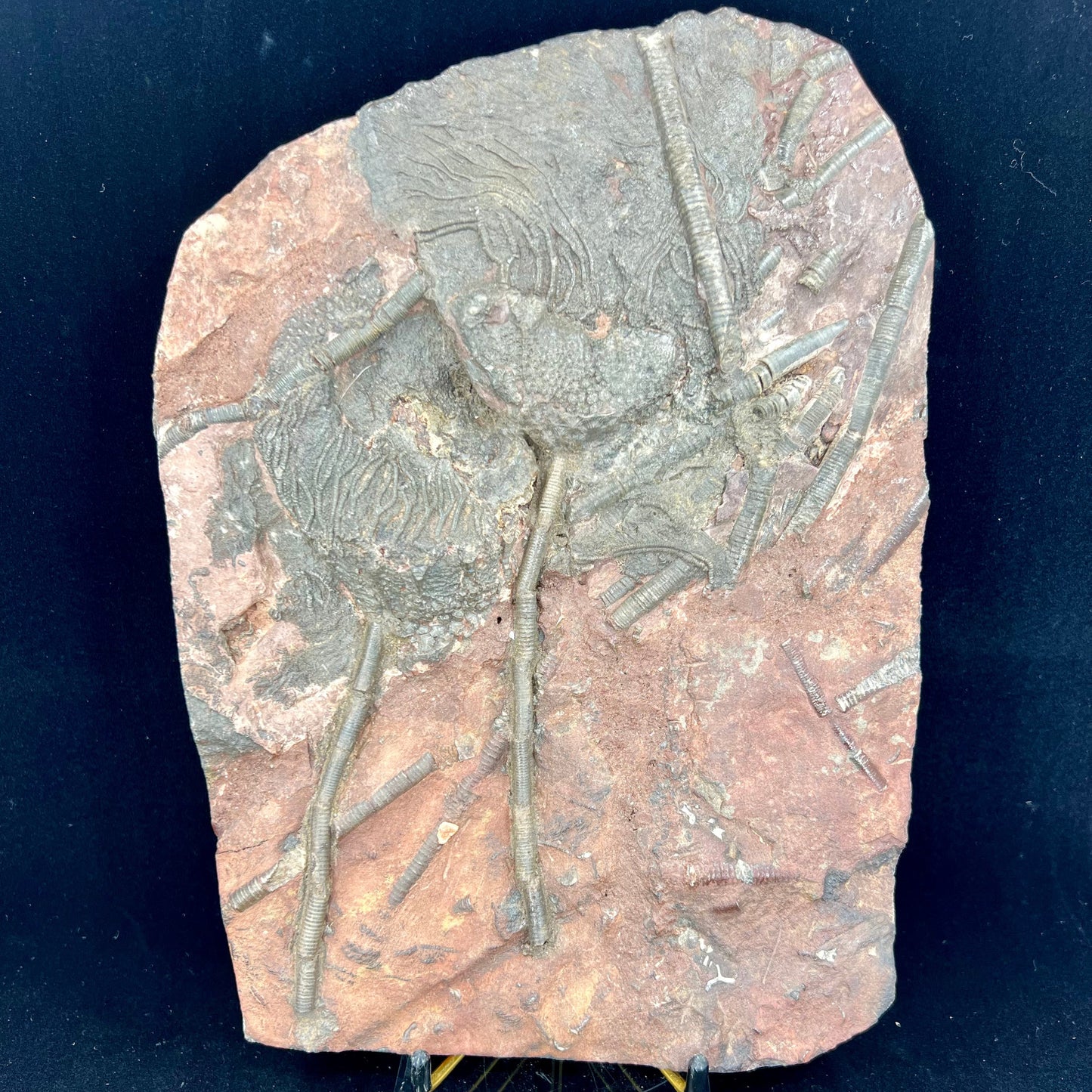 Crinoid Plate