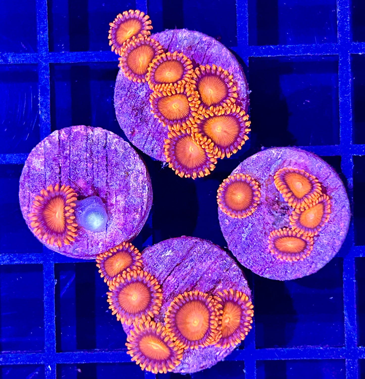 Frag - BRIGHT Orange Cultured Zoanthid