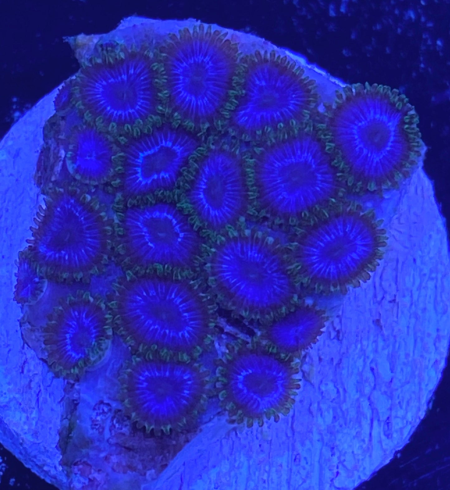 Frag -  Titan’s Crush Micro Zoanthid