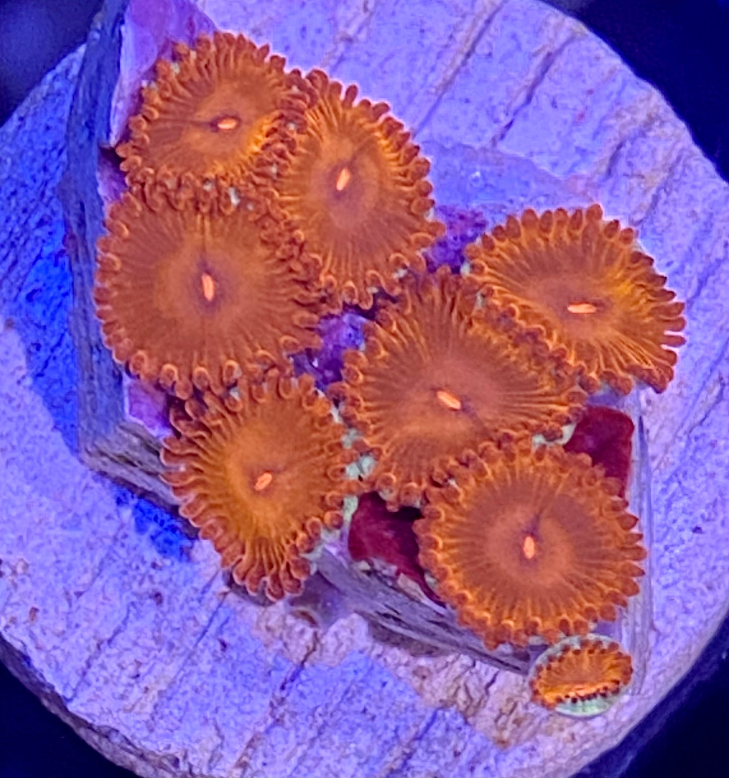 Frag -  Red Micro Zoanthid