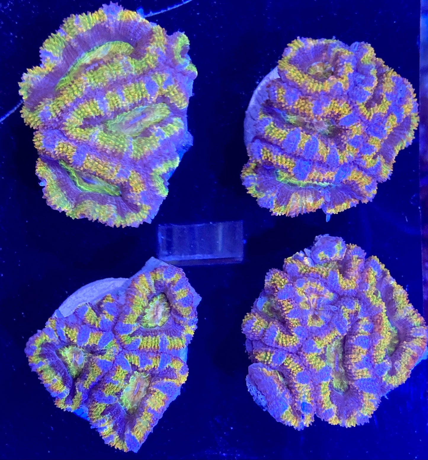 Frag - Rainbow Acan Lord “Fruit Sour”