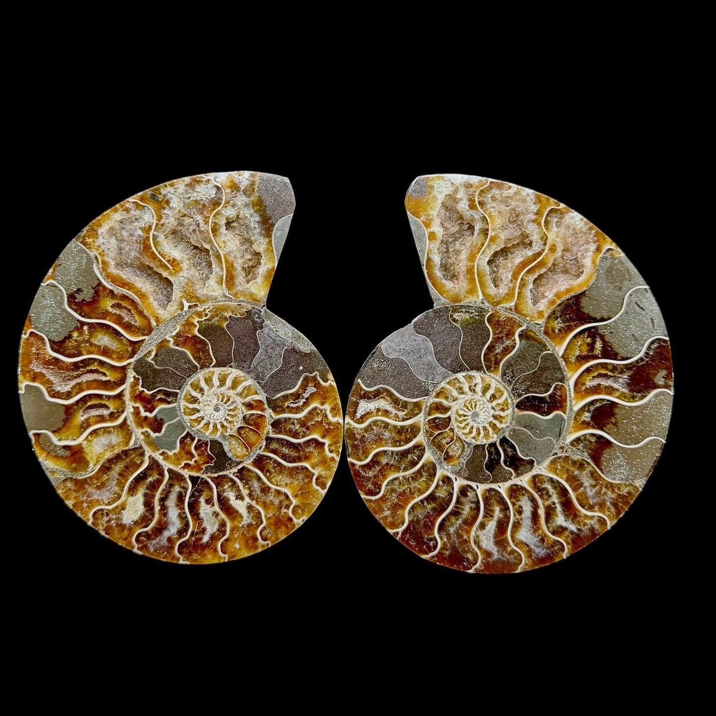 Ammonite Set