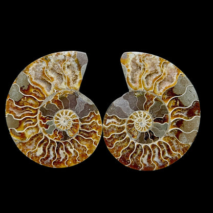 Ammonite Set