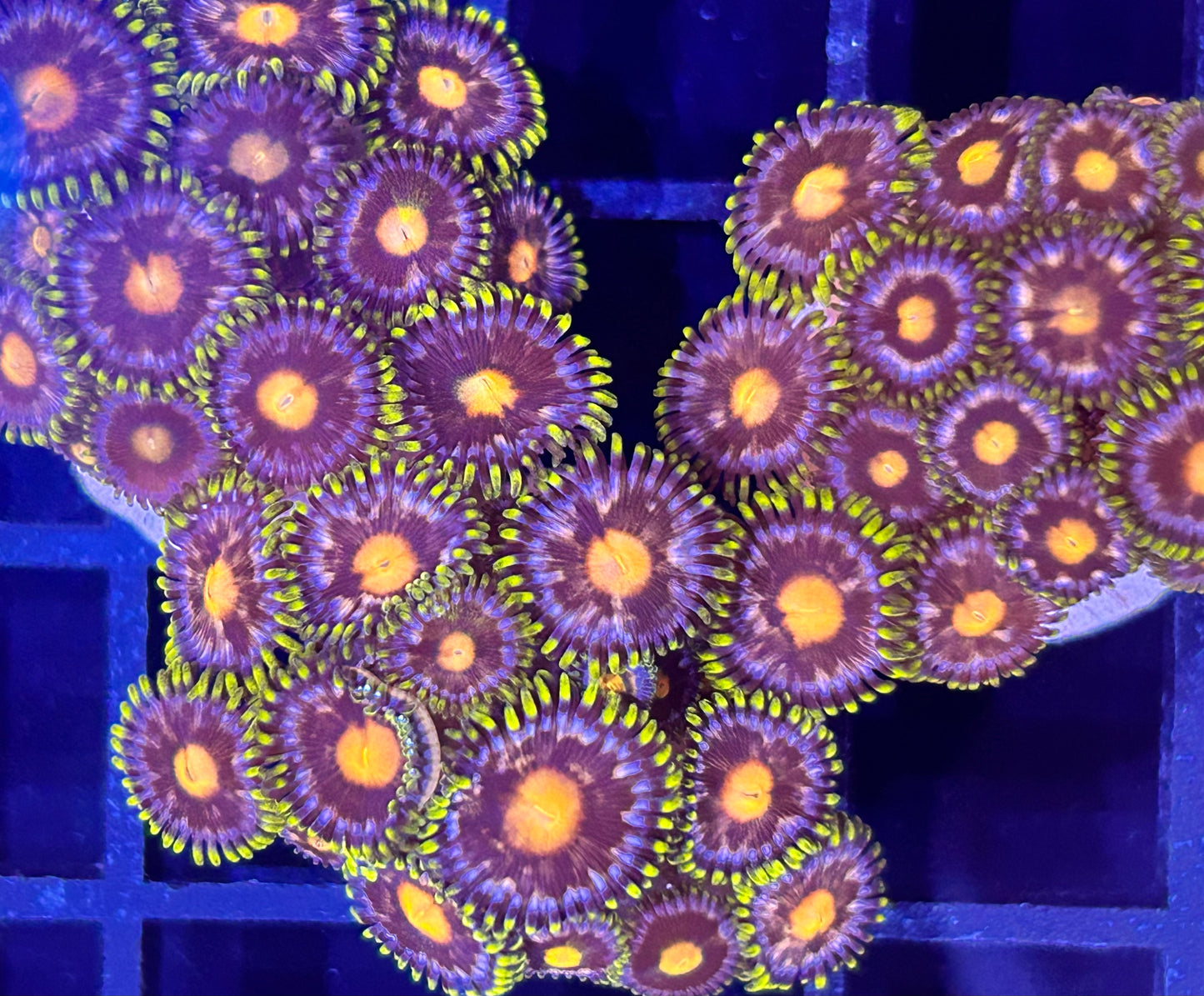 Frag - Wildflowers Zoanthid