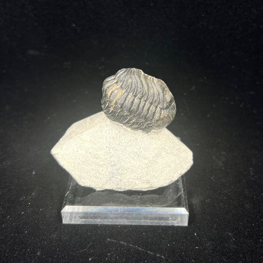 Metacanthian Trilobite in Matrix