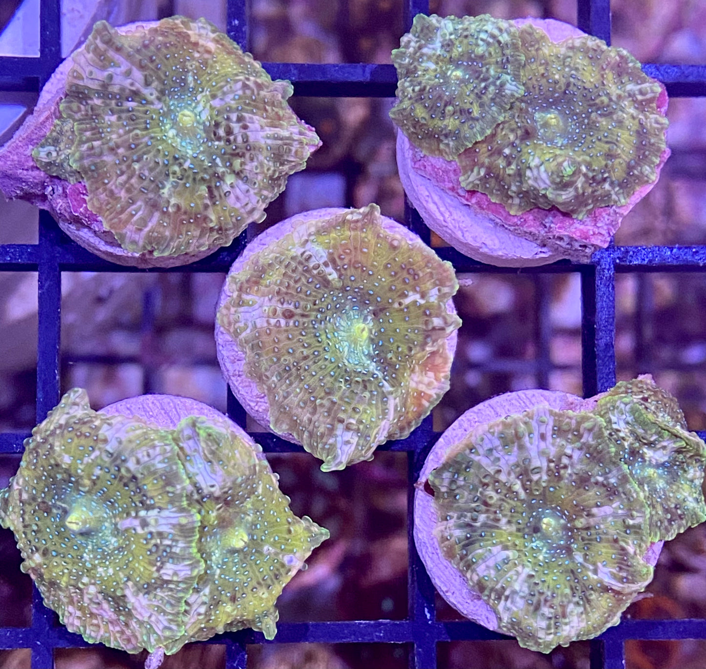 Frag - “Sea Glass” Ultra Discosoma Mushroom