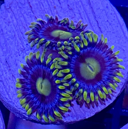 Frag -  Blue and Gold Zoanthid