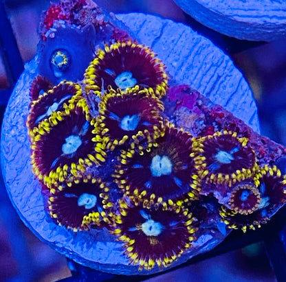 Frag -  Black Hole Micro Zoanthid