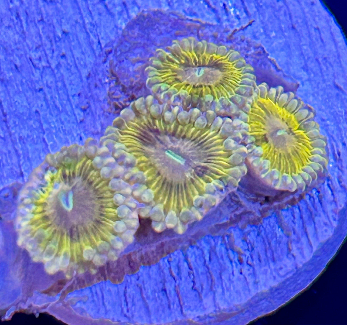 Frag -  Ultra Metallic Zoanthid Assorted