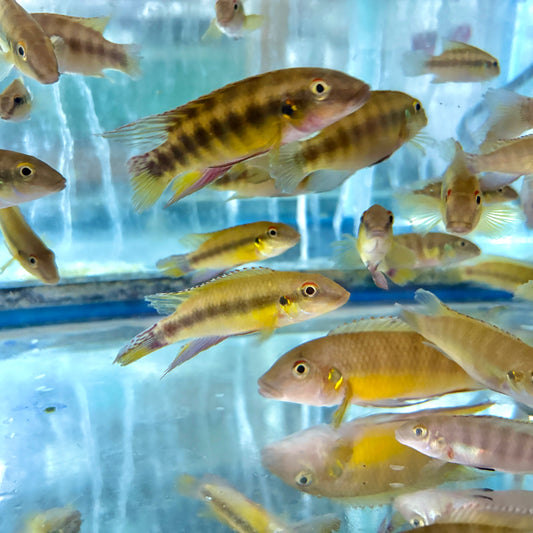 Cichlid - Humilis Yellow Dwarf "Kindia"