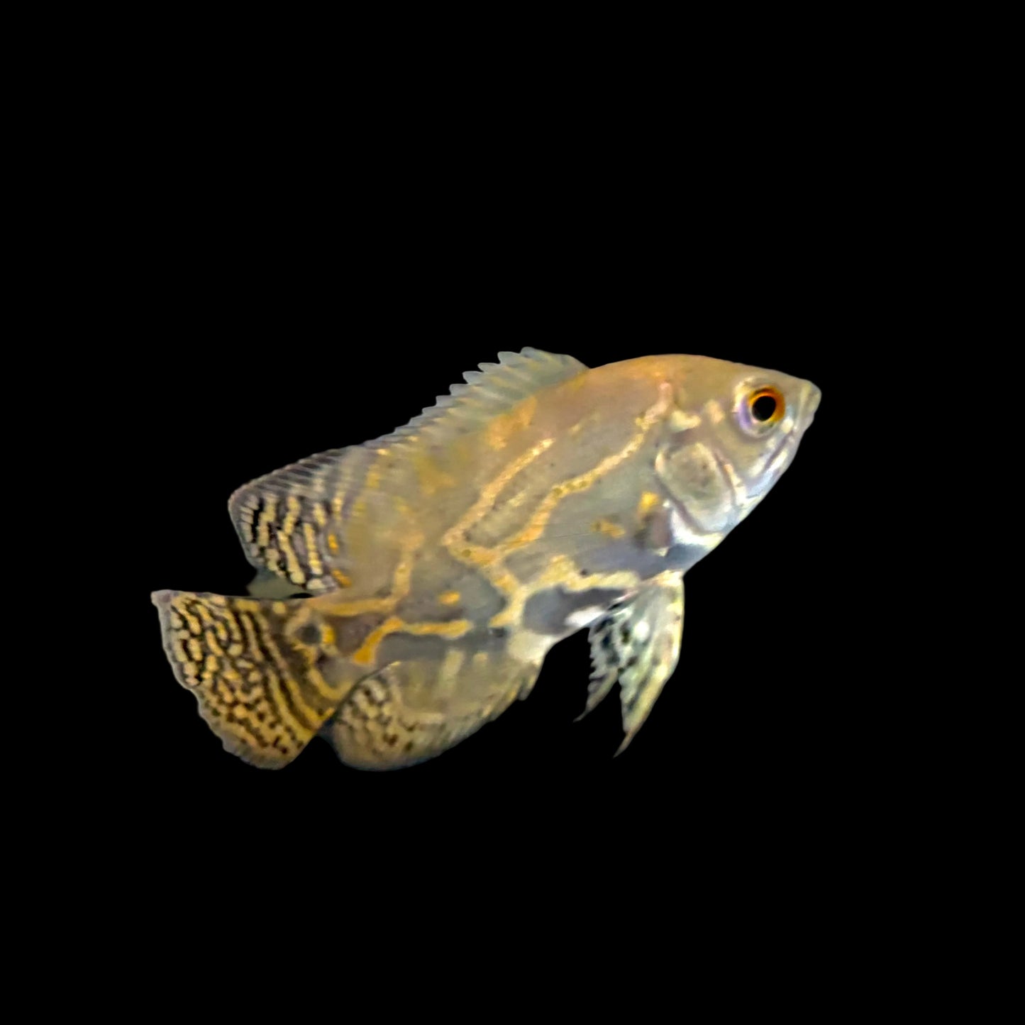 Oscar - Wild Rio Caqueta 1.5-2in