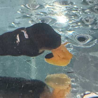 Invert - Snail Poso Orange Rabbit