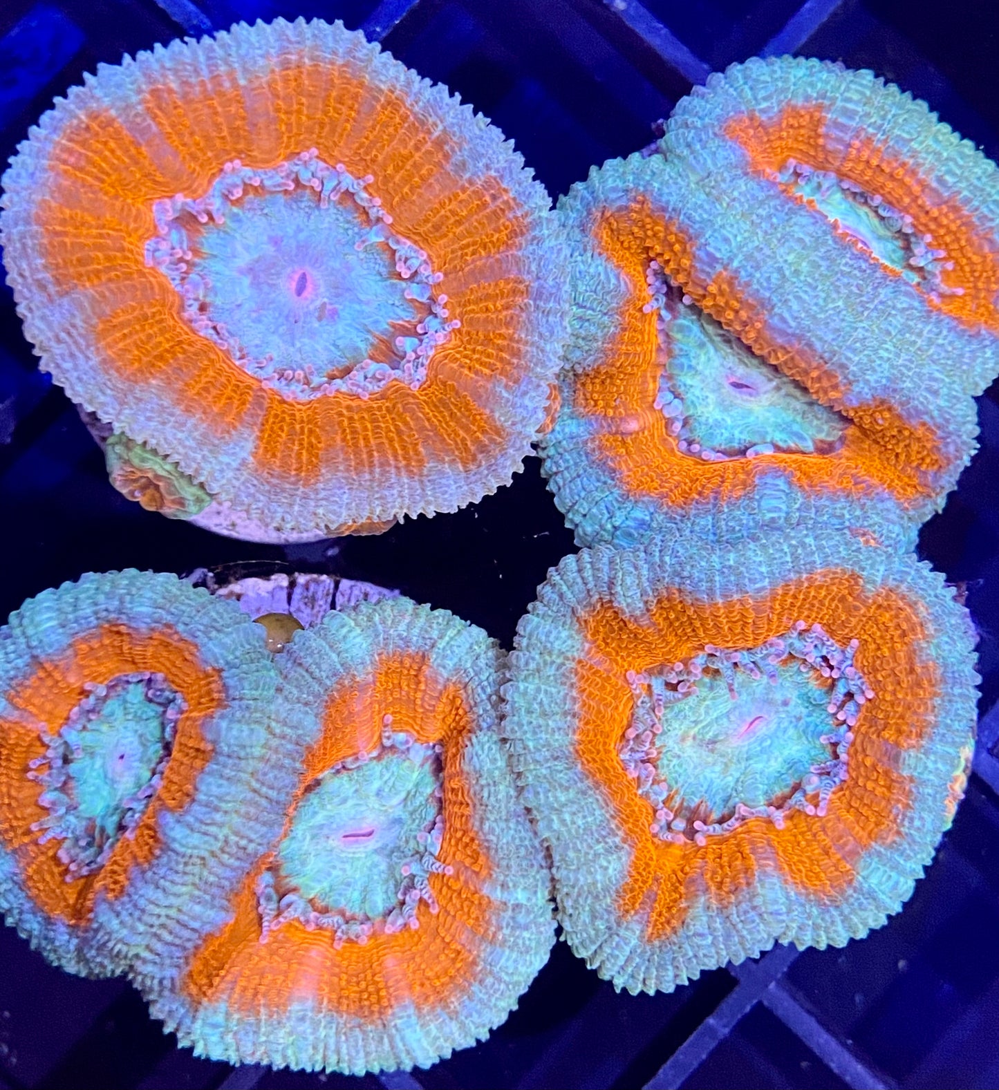 Frag - Acan Lord Ultra - “Frozen Pumpkin”