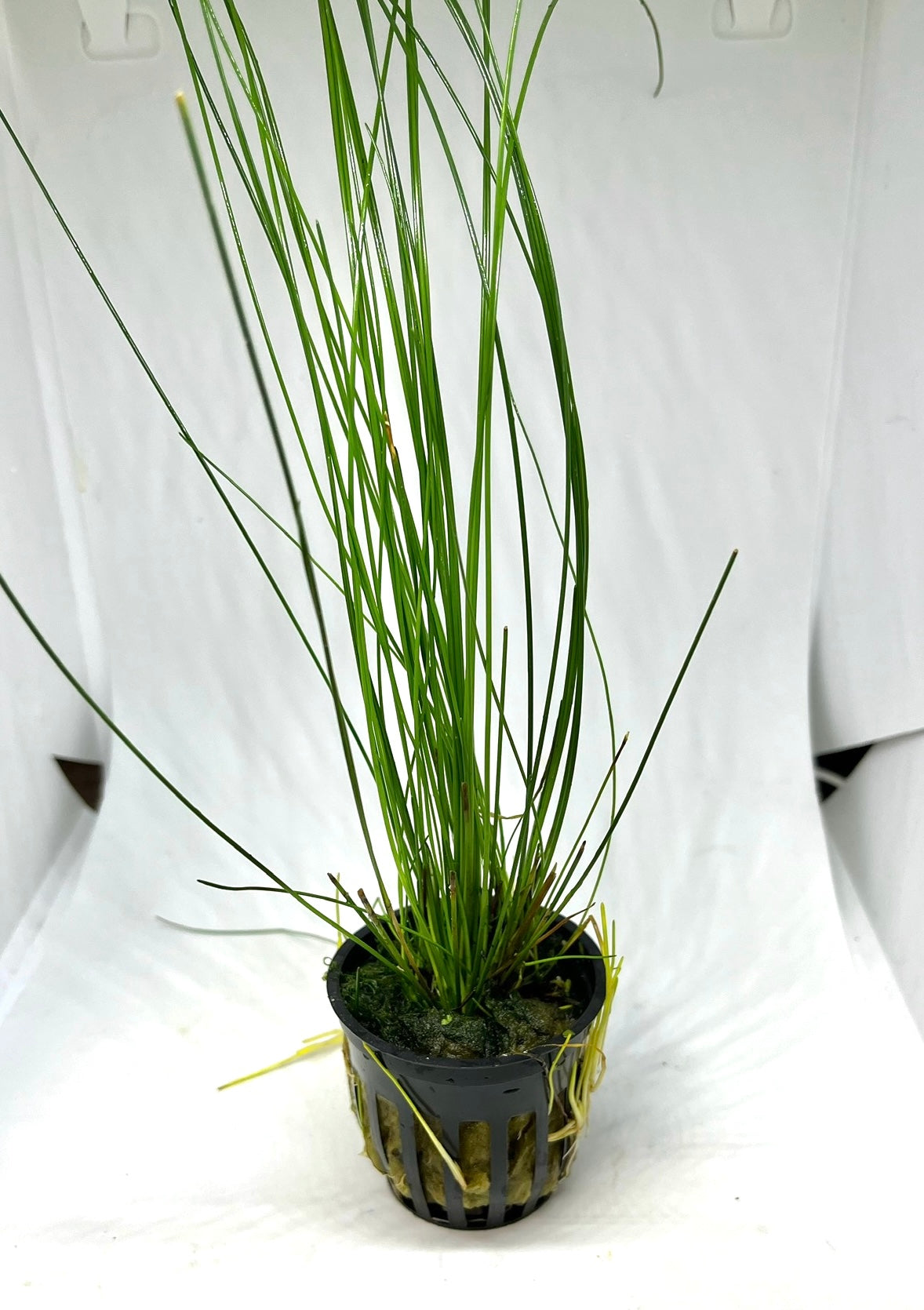 Hairgrass Giant Potted