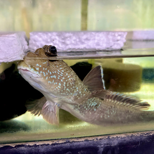 Mudskipper - Giant JBO