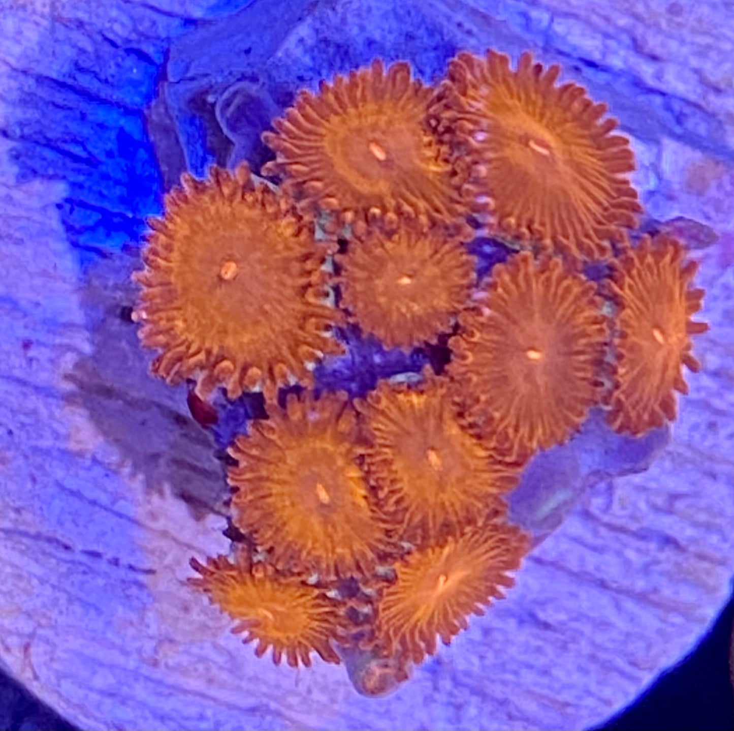 Frag -  Red Micro Zoanthid