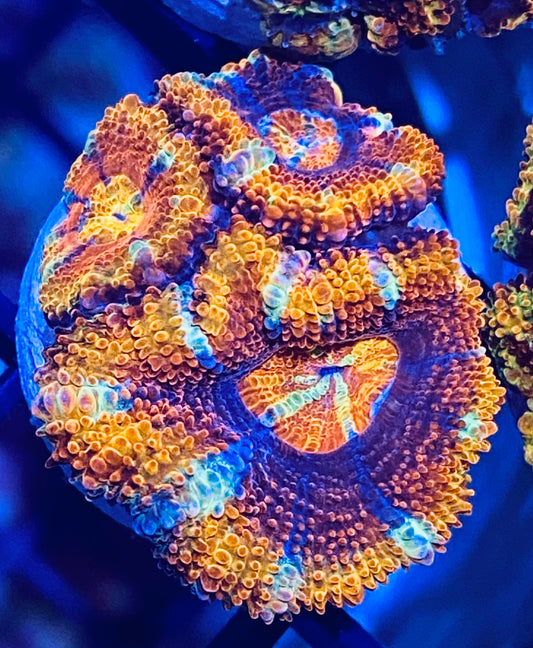 Frag - Acan Lord Rainbow “Striped Rainbow”