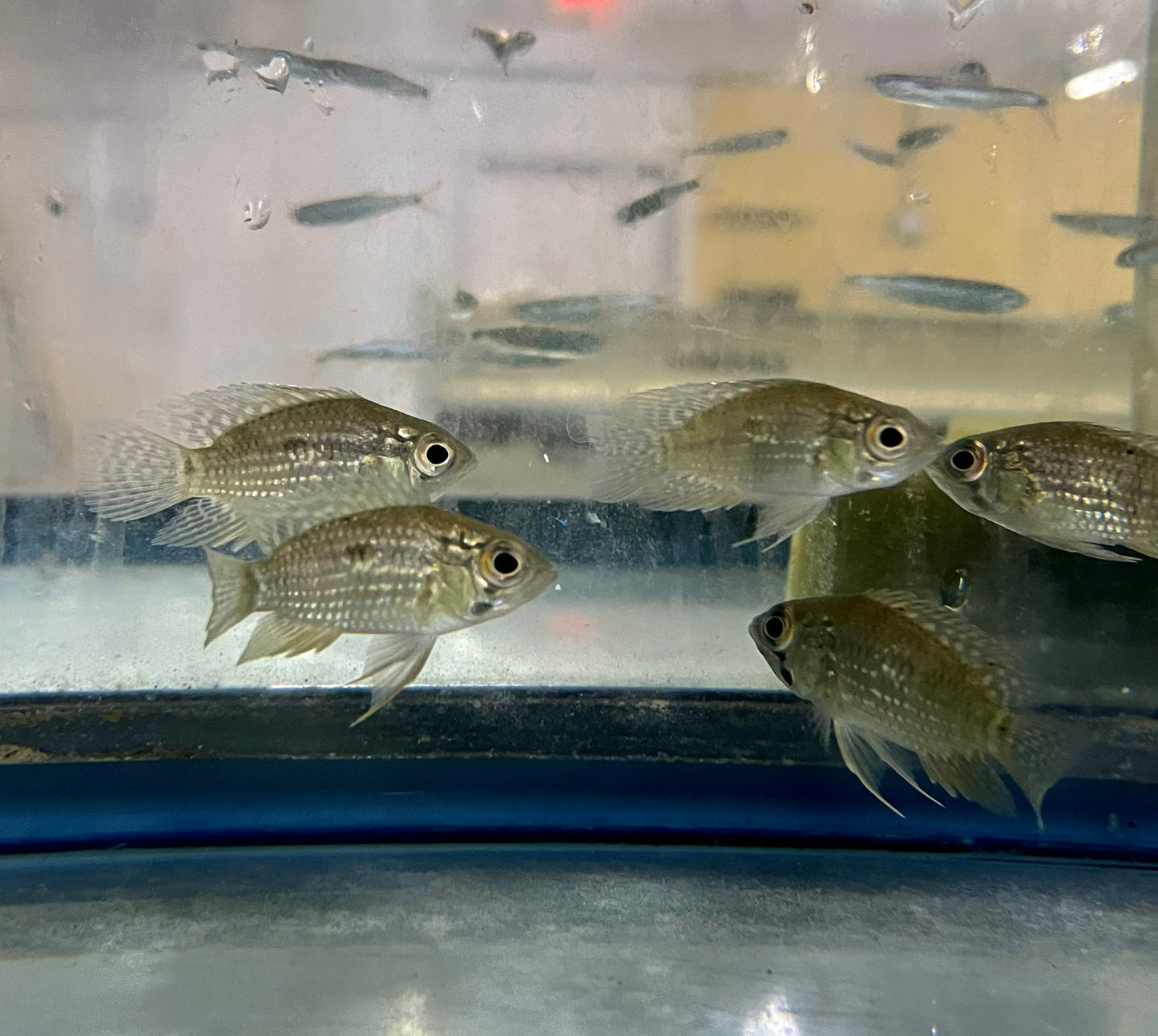 Cichlid - Big Eye Ocote 2in