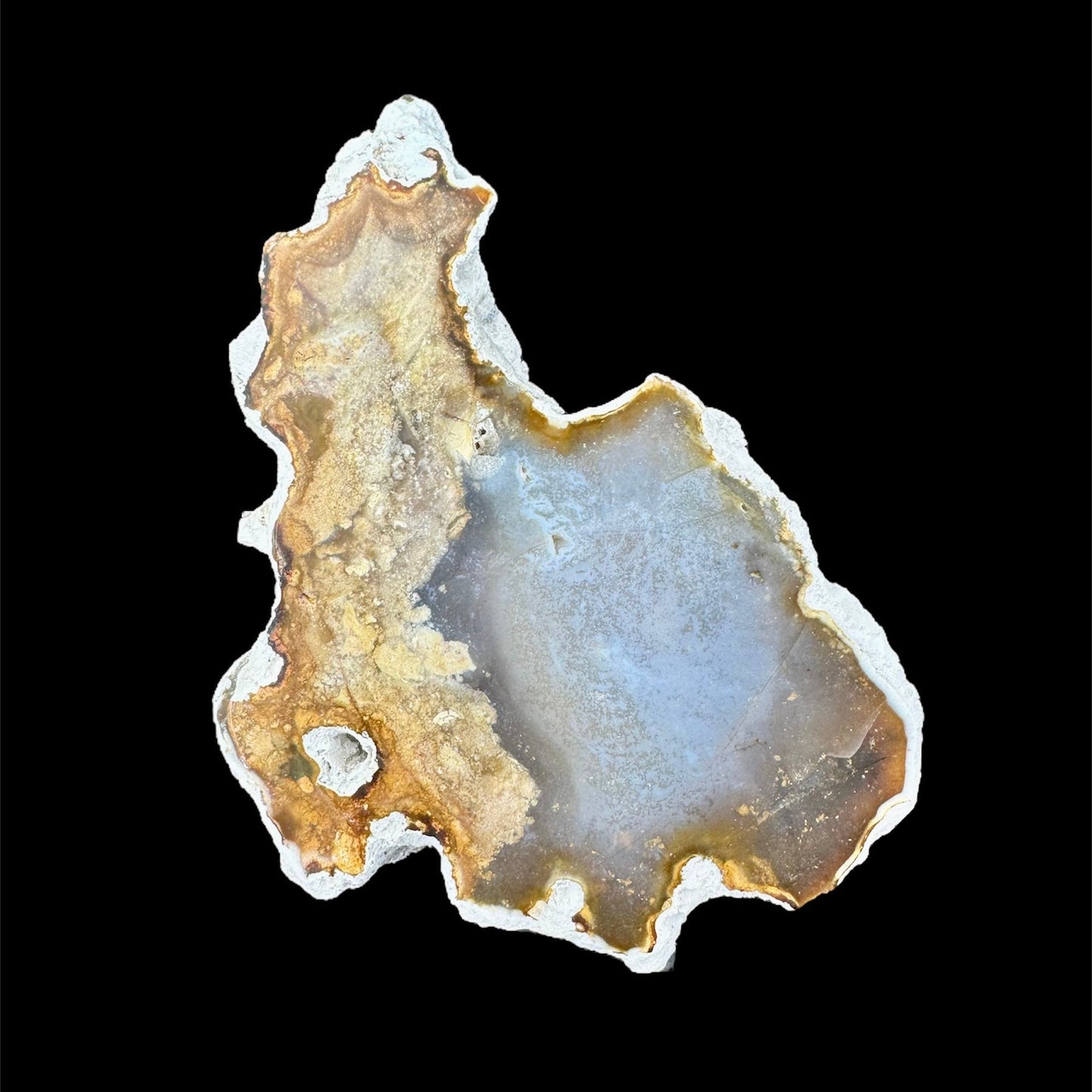 Petrified Coral