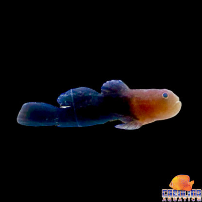 Goby - Redhead Coral