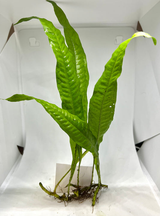 Aquatic Plants – Carolina Aquatics