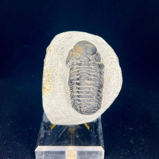 Metacanthian Trilobite in Matrix