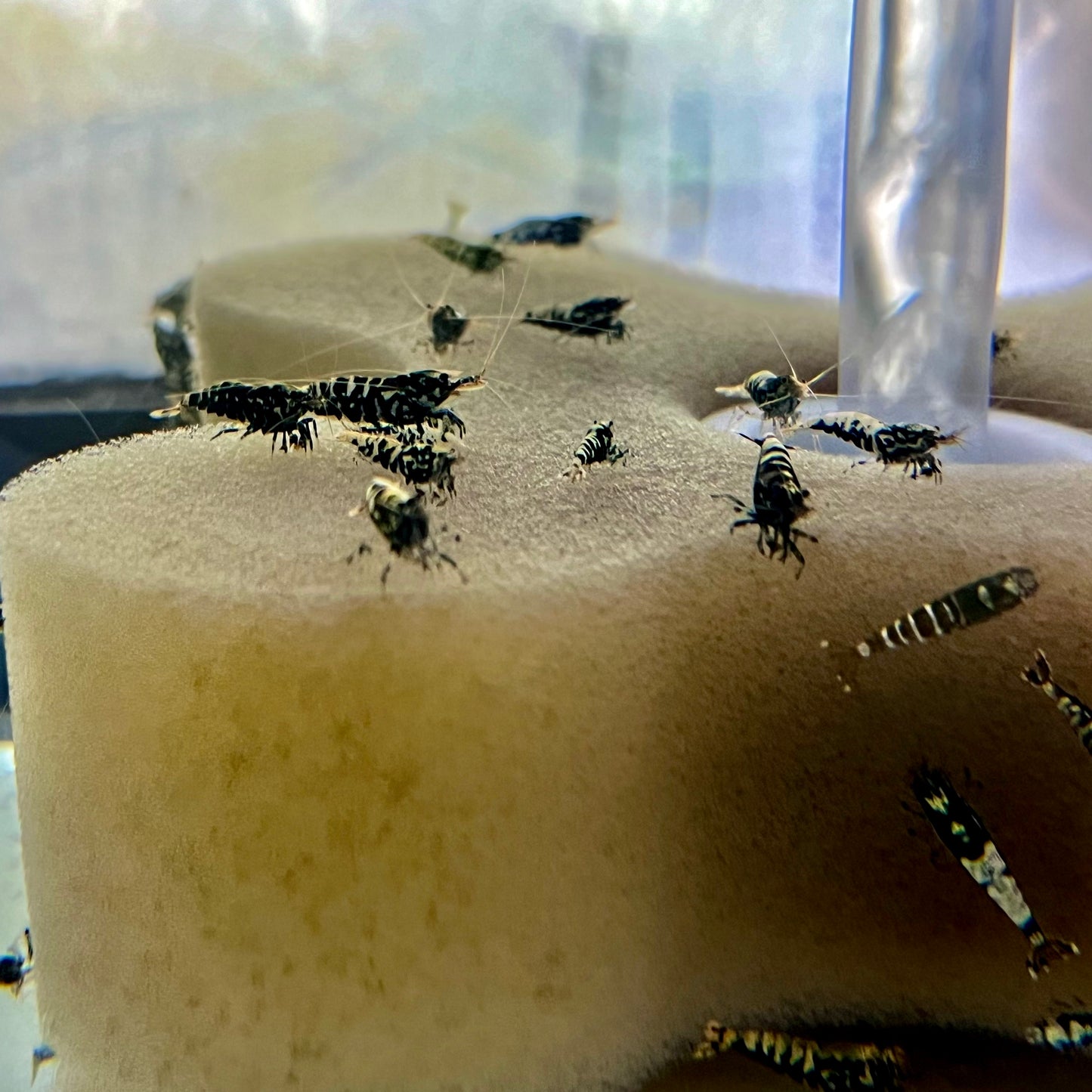 Invert - Shrimp Taiwan Black Pinto