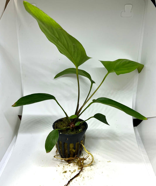 Anubias Hastifolia Potted