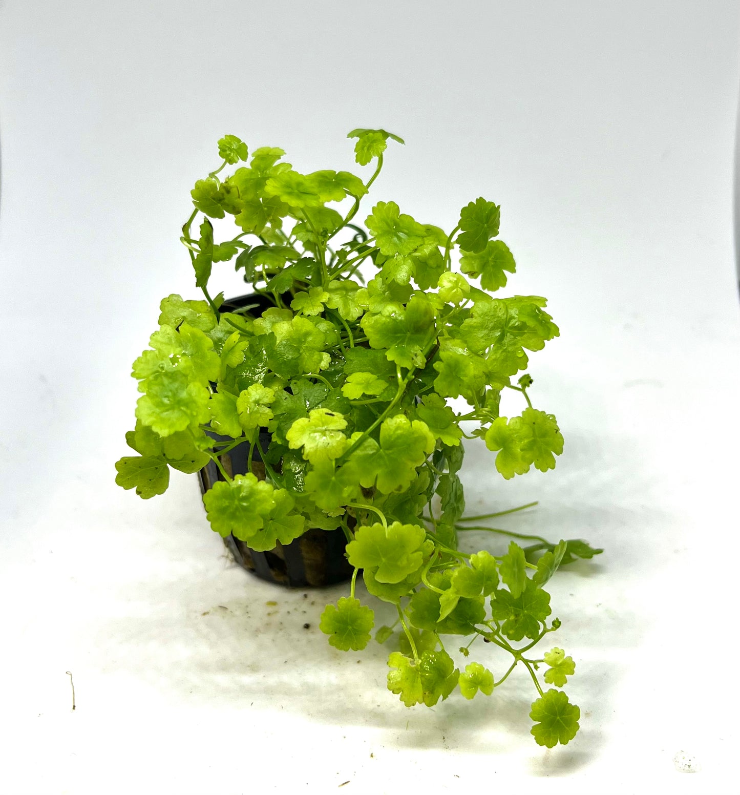 Hydrocotyle Japan Potted