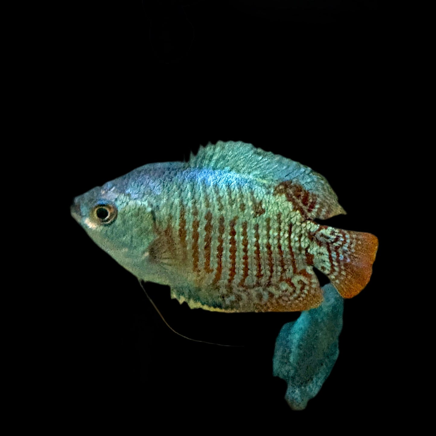 Gourami - Dwarf Male Lg